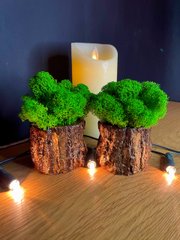 Double tree planter with green moss