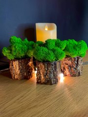 Trio tree planter with green moss